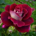 5680 9 صور اجمل الورود - صور ائعة لاجمل الورود حنان العمر