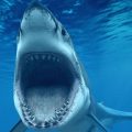 4199 11 صور سمك القرش - صور القرش اشرس الحيوانات البحرية حنان العمر