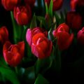 4759 12 اجمل صور الورد - جمال الطبيعة الساحرة في صور الورود منى محمد