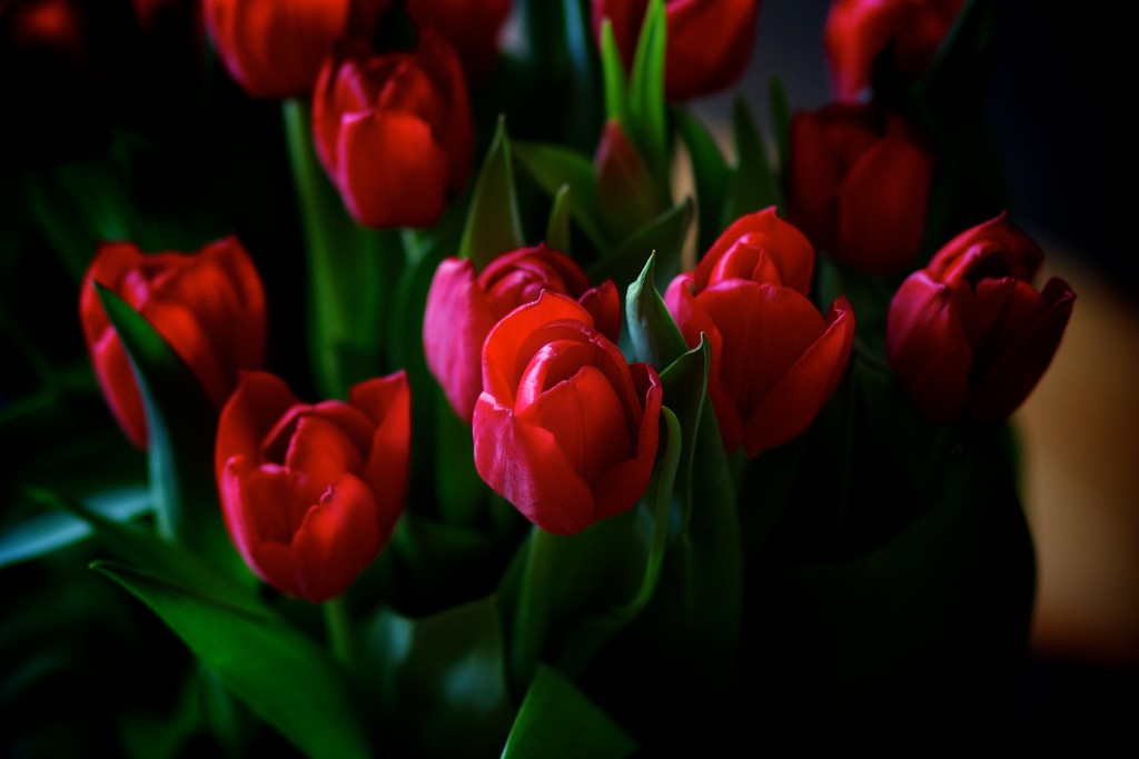 4759 اجمل صور الورد - جمال الطبيعة الساحرة في صور الورود عايشه ساري