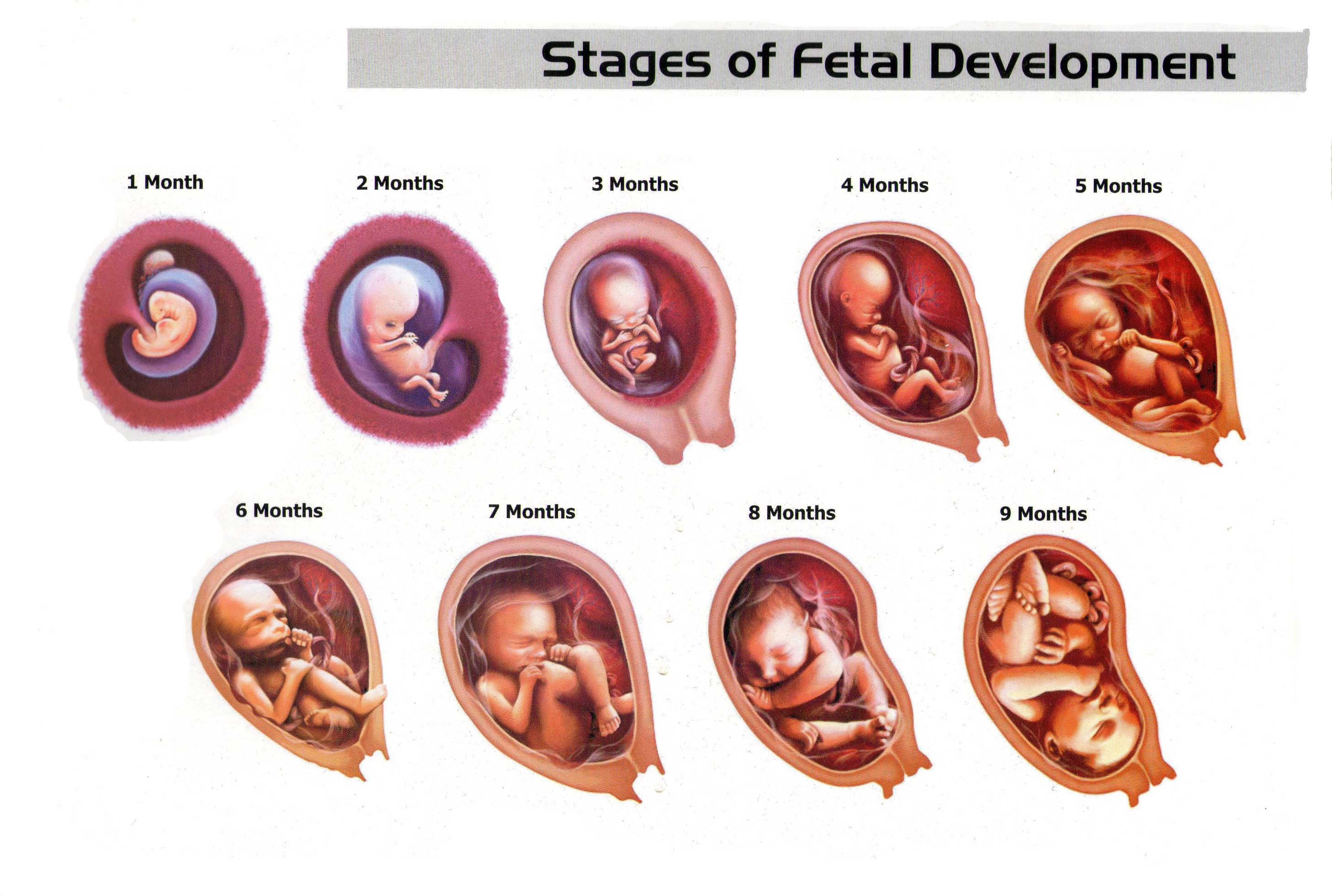 مراحل تكوين الجنين بالصور من اول يوم , صور مراحل تكوين الجنين وداع وفراق
