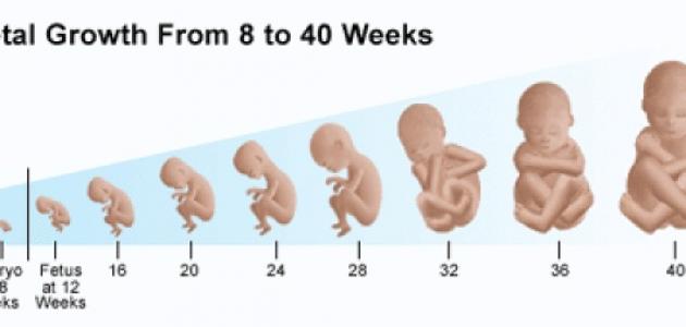مراحل تكوين الجنين بالصور من اول يوم - صور مراحل تكوين الجنين 5358 9