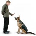 6584 3 كيفية تدريب الكلاب - تعليم الكلاب في منزل لاول مره الطاعة و الهجوم حنان العمر