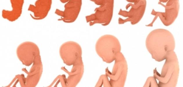 الجنين في الشهر الاول من الحمل , الشهر الاول من الحمل وتطورات الجنين