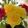 11938 12 احلى الورود الرومانسية - جمال الورود الرومانسيه عايشه ساري