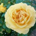 6714 15 صور عن الورد - اليكم باقه من الصور المميزه عن الورود عايشه ساري